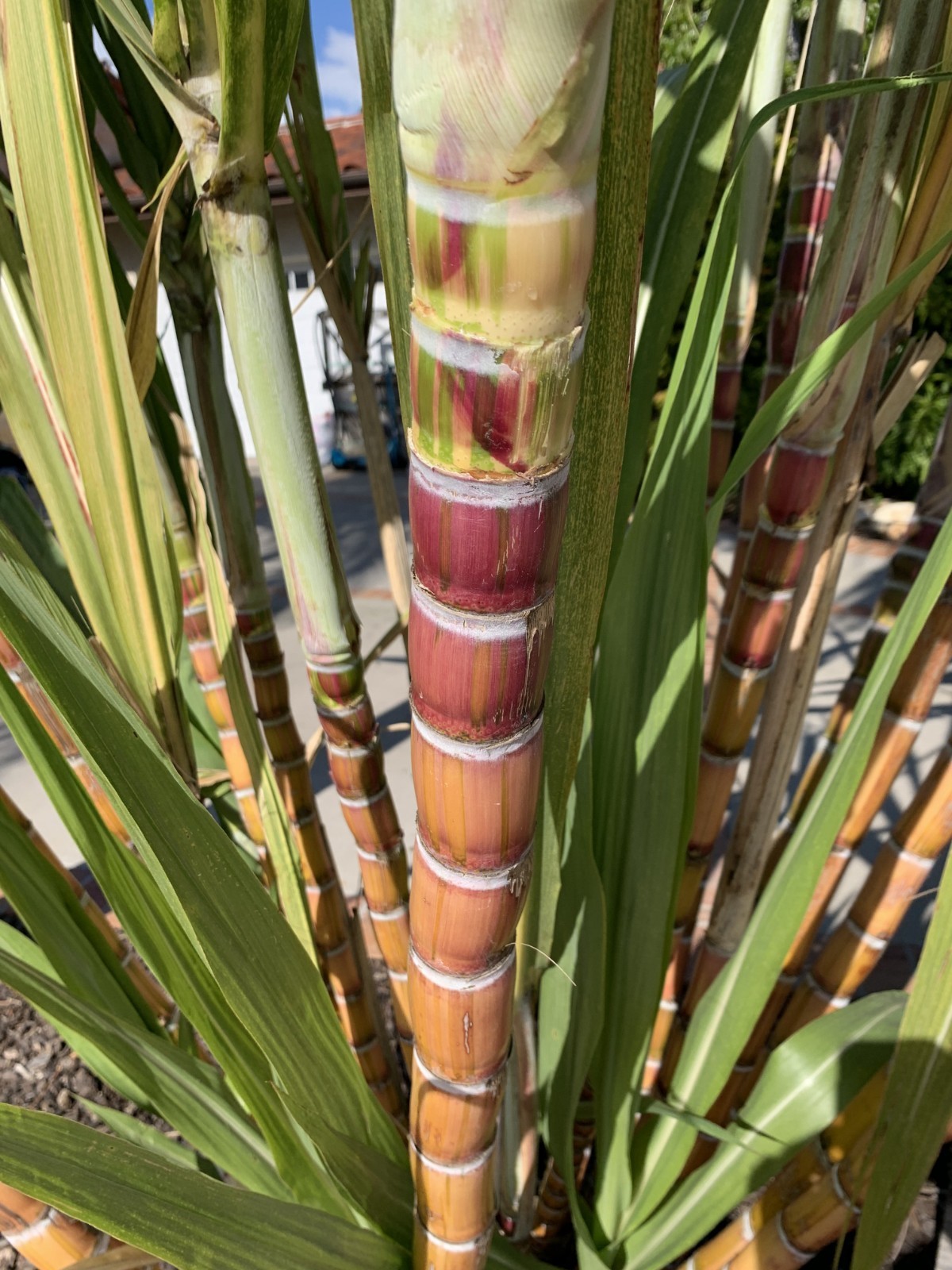Halalii Sugarcane Sugar Cane Plant, Large Size