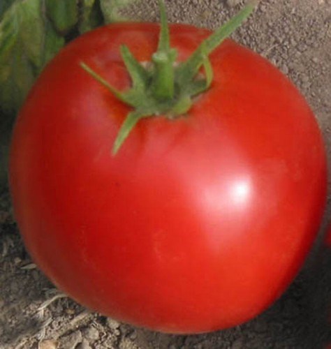 Tomato Seeds – Abe Lincoln, (Uniform, Deep Red, Smooth)