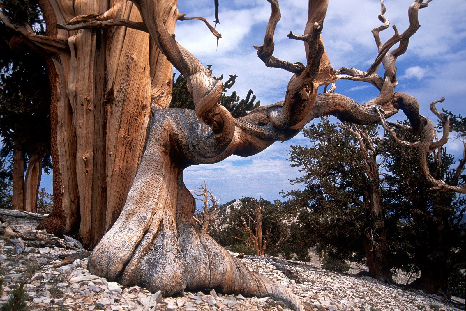 Bristlecone Pine, Pinus aristata, Tree Seeds (Evergreen, Bonsai)