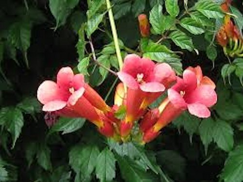 70 HUMMINGBIRD TRUMPET CREEPER VINE Campsis Radicans Flower Seeds