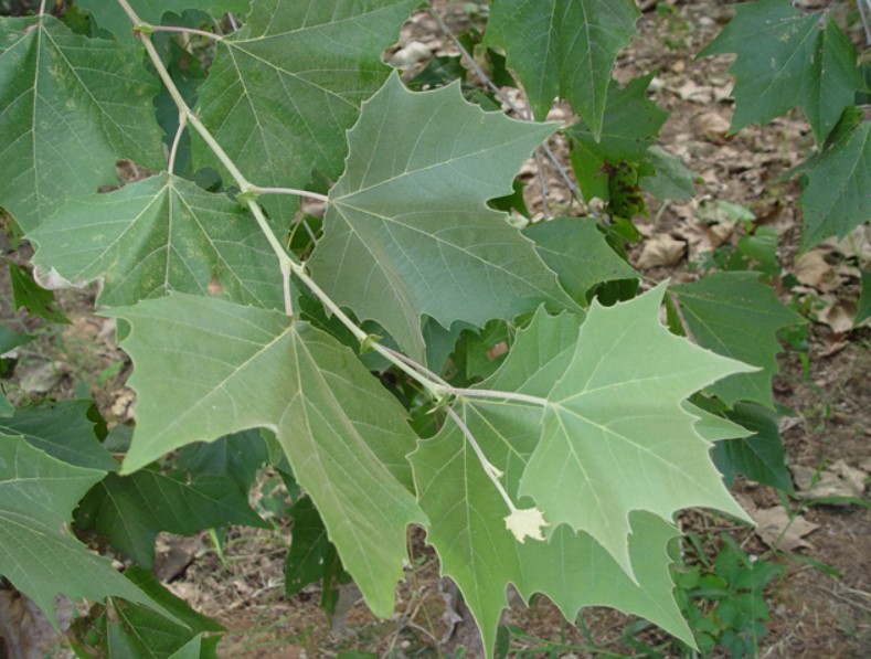 American Plane Tree – 6-12″ Tall – 4″ Pot – Platanus Occidentalis