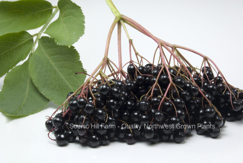 2 Varieties Elderberry Plants- 2 Plants Intensely Flavored Fruit- 2 Yr Old Plant