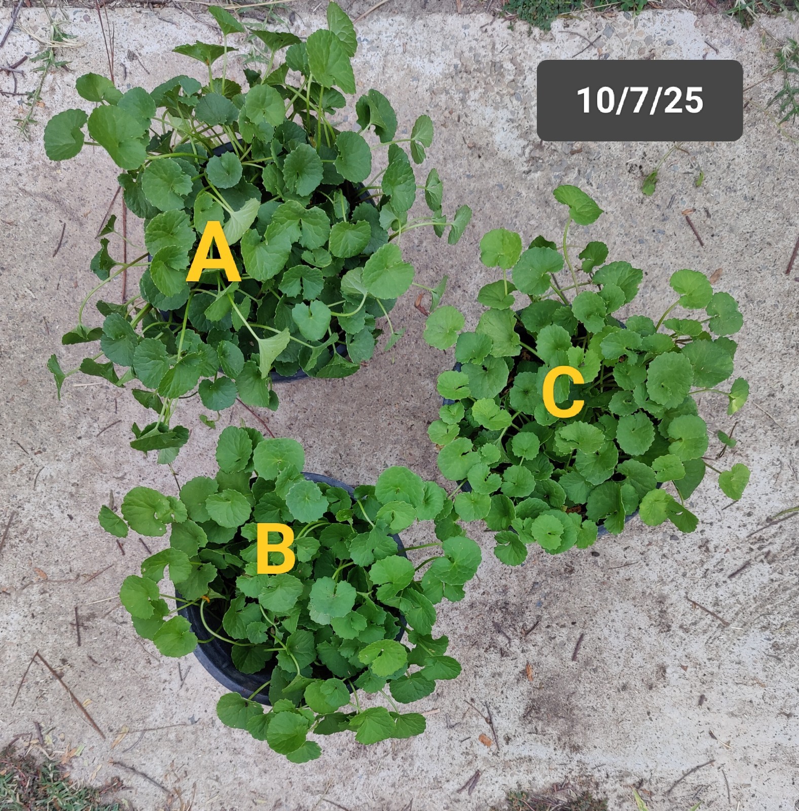 Live Plants of “GOTU KOLA or PENNYWORT” in 1 gallon pot