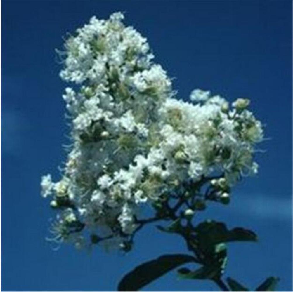 20 SEEDS CRAPE/CREPE MYRTLE flowering bloom tree bush rare exotic plant garden