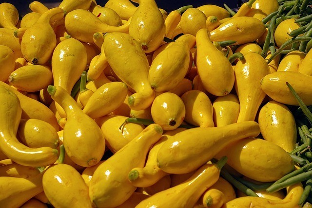 3 Yellow Squash Plants in 4″ Pot, Vegetable GARDEN planting NON-GMO