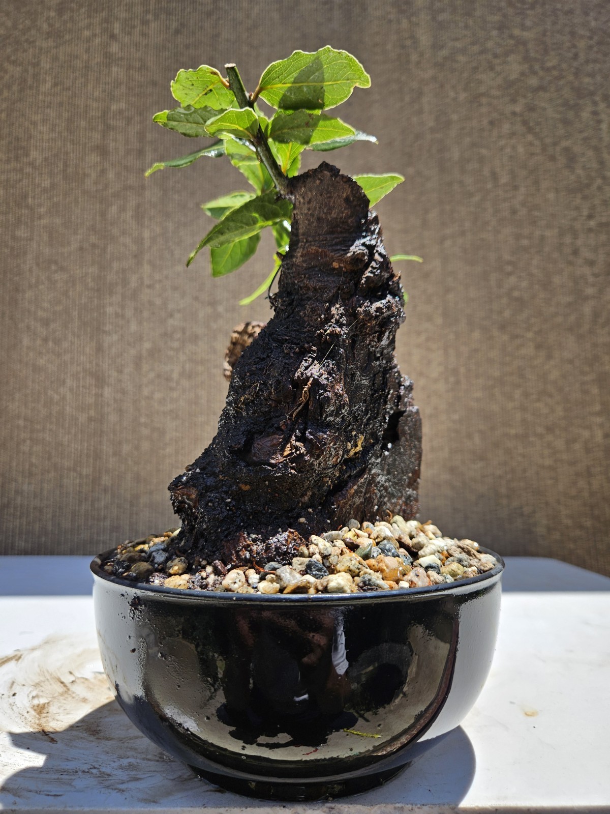 Old Sweet Bay Leaf ( Bay Laurel ) Bonsai Tree,,, SALE