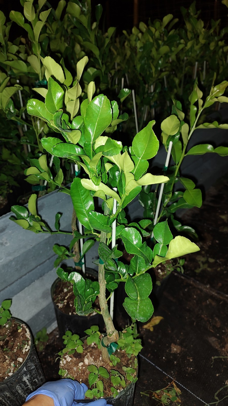 Kaffir Lime Tree Live Plant – Healthy Potted Citrus 24 Inches Tall