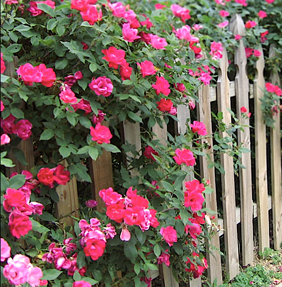 1 Gallon Double Pink Knock Out® Rose Shrub Spring Planting