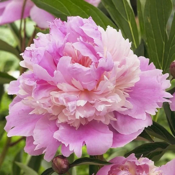 Sorbet Peony Bareroot Perennial Stunning Fragrant Blooms Flowering Plants Live!