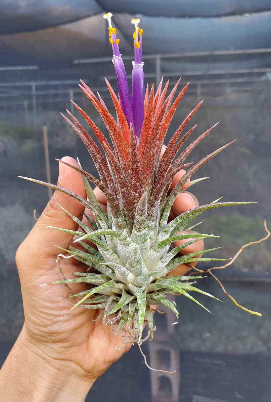Tillandsia ionantha Domingo’s Stripes. (ionantha vanhyningii x ionantha mexico)