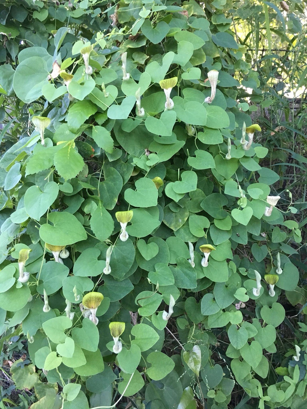 Aristolochia argentina 10+ seeds