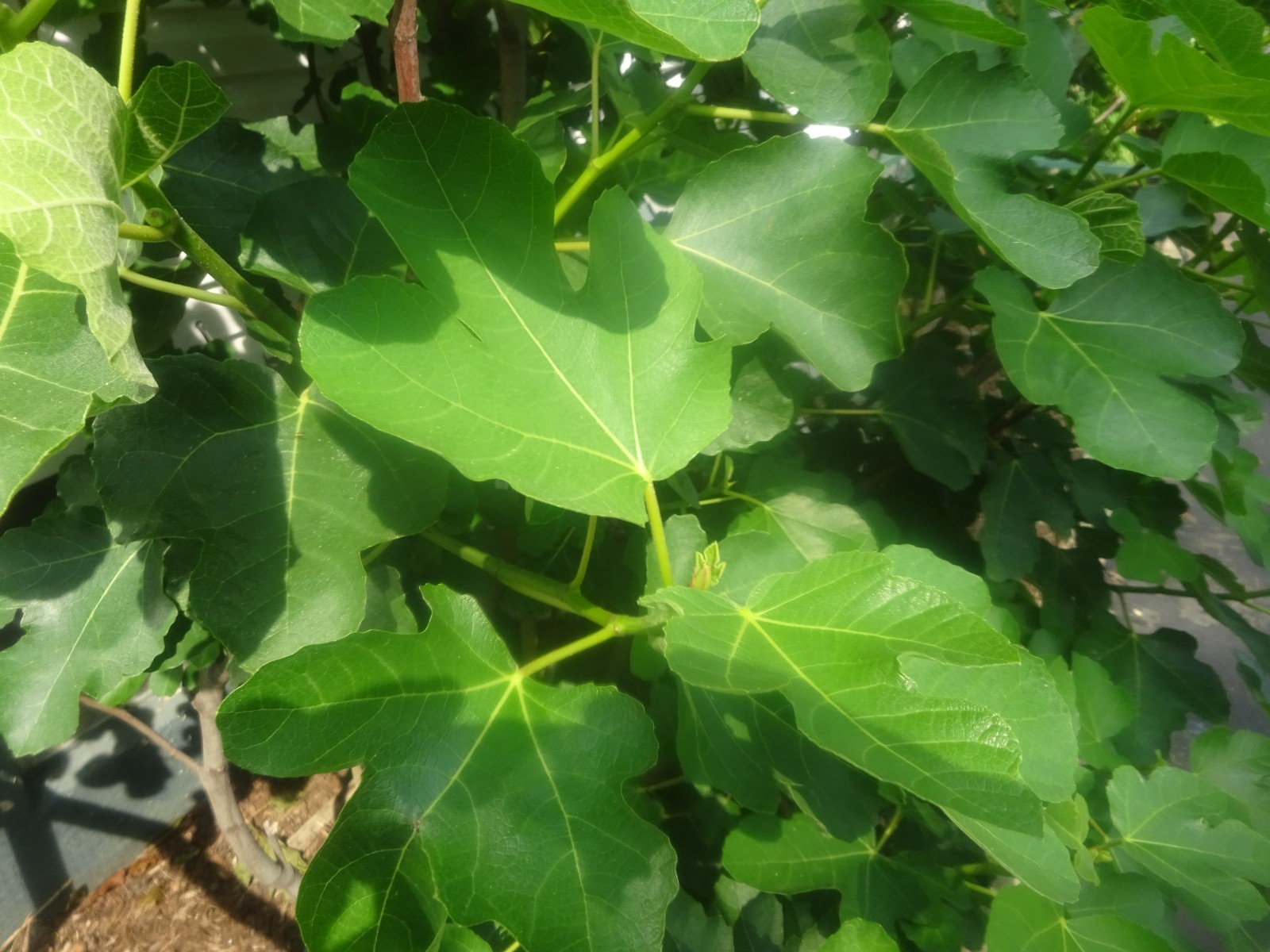 Genovese Nero fig tree 30″ tall, super rooted & ready to pot or put in ground #6