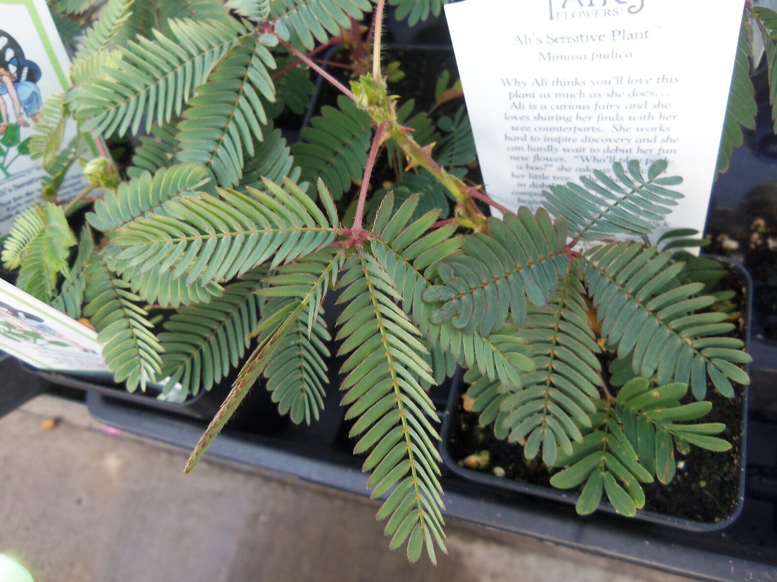 Sensitive Plant Seeds- 20 Heirloom Tropical Seeds- Mimosa Pudica