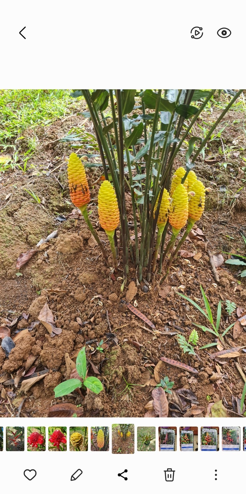 EARLY YELLOW SHAMPOO GINGER LIVE RHIZOME PLANT EXOTIC TROPICAL ZINGIBER