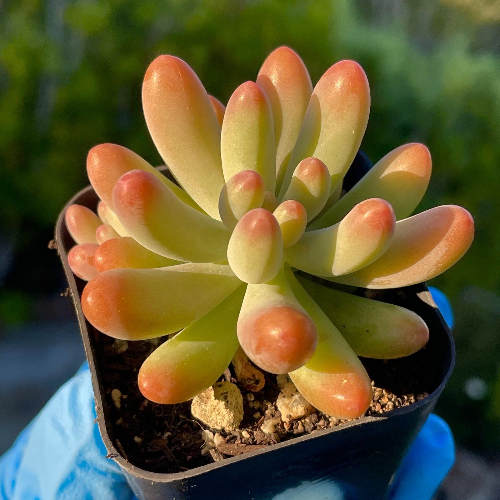 Rare Succulent Sedum pachyphyllum Fully Rooted Indoor Outdoor Live Plant 2-Inch