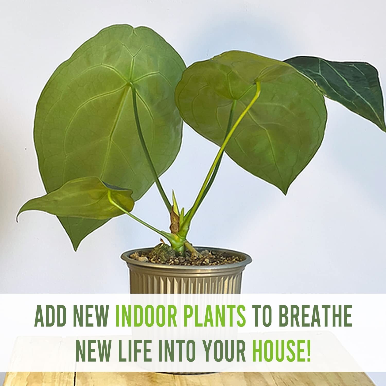 Anthurium Forgetii by LEAL PLANTS ECUADOR| Anthuriums Live Plants | house plants