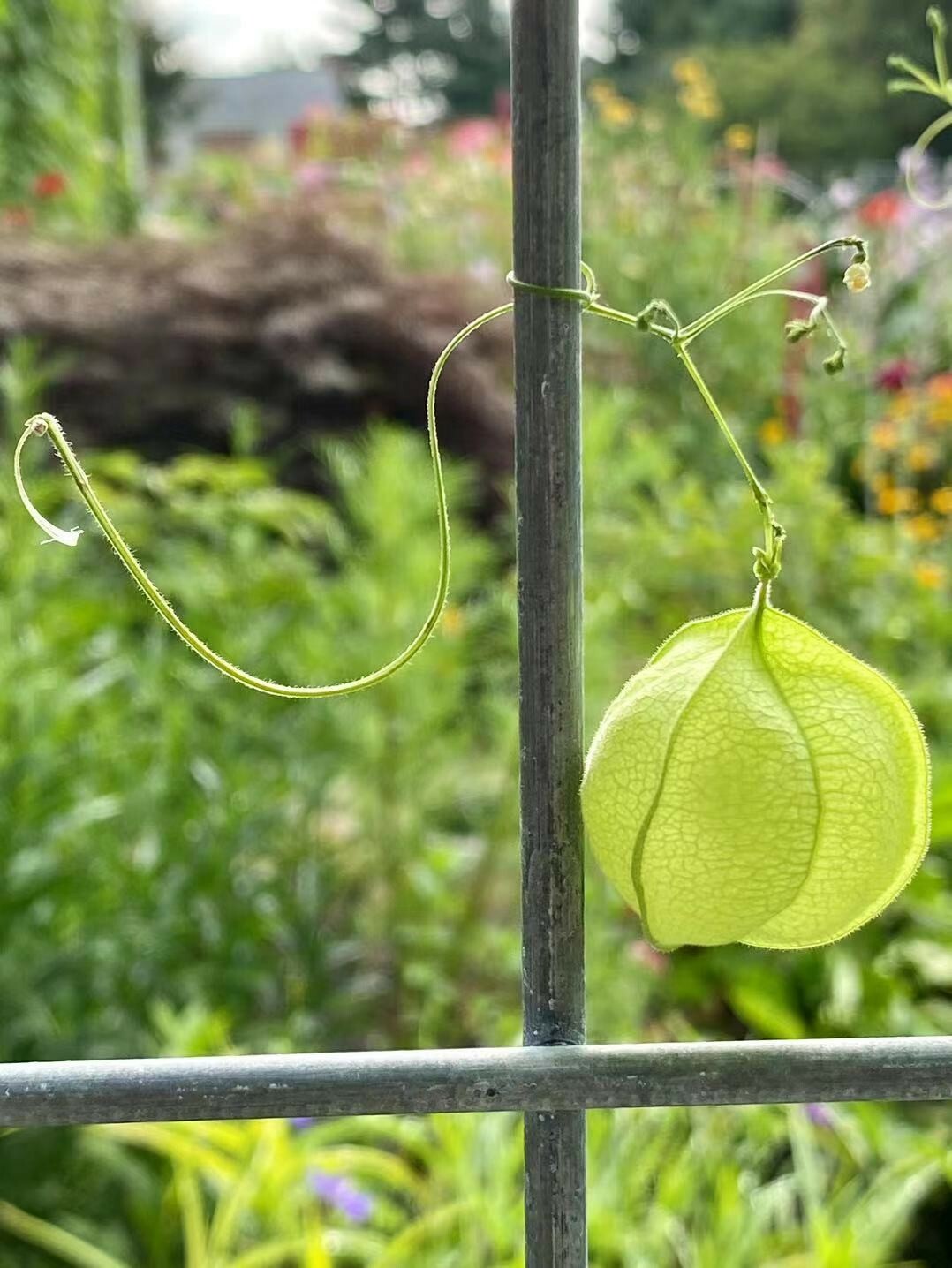 Balloon Vine( Love in a Puff) Seeds  25 Seeds