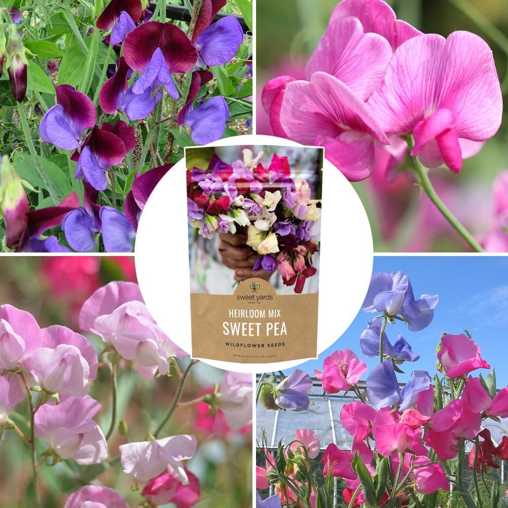 Sweet Pea Seeds Heirloom Mix – Bulk 1/4 Pound Bag – Over 1400 – Large Fragrant