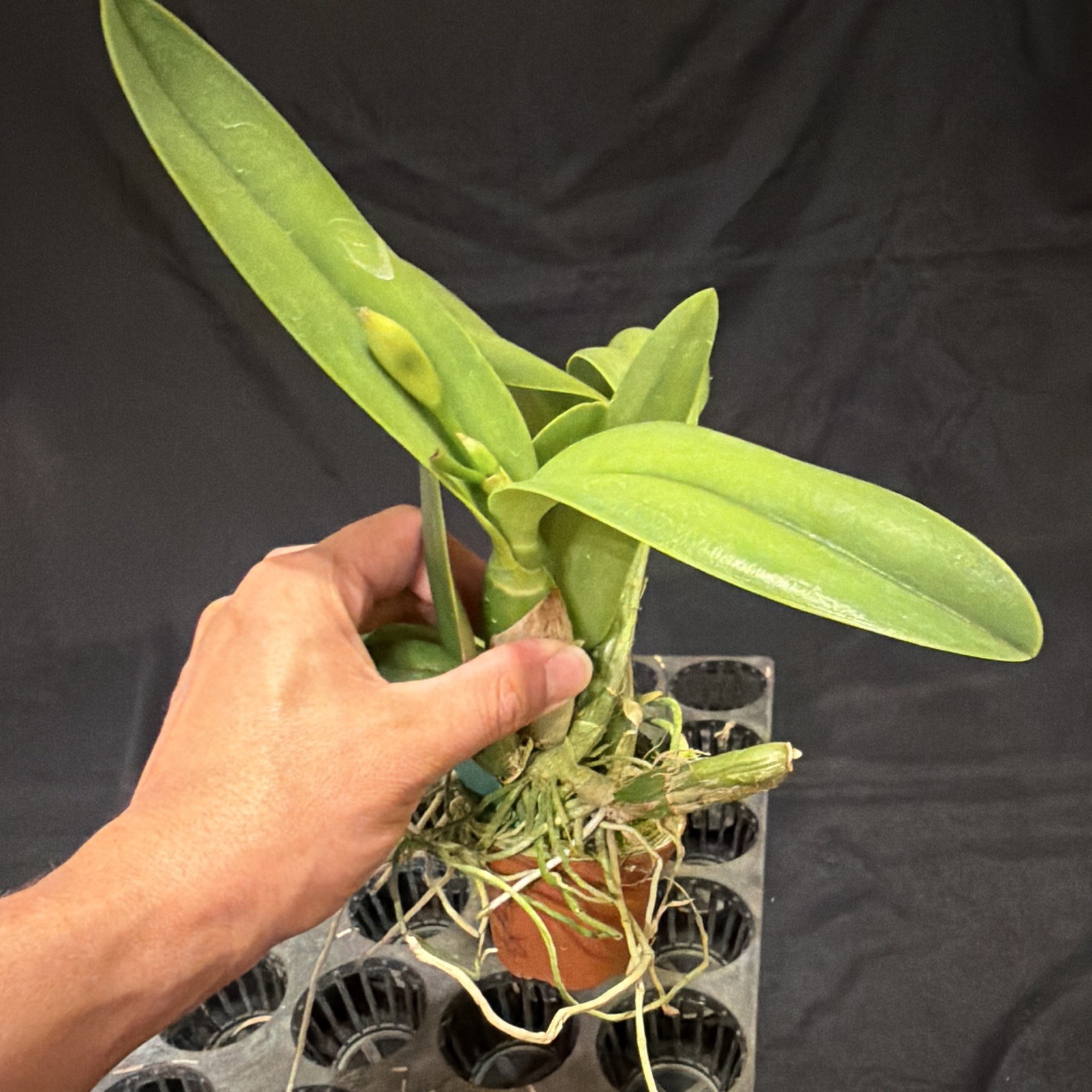 Blc. Kaboom ‘SVO’ x Love Sound ‘Dogashima’ AM-AOS in bud