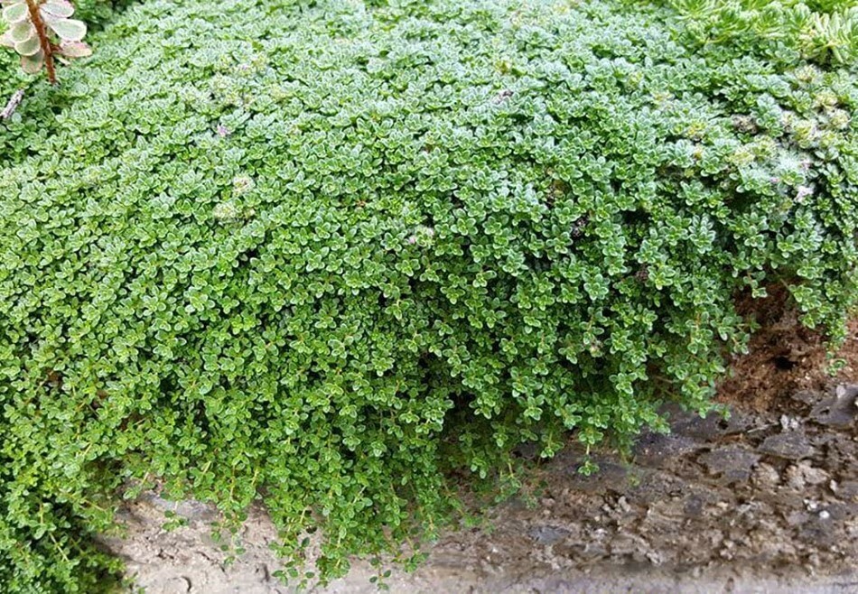 Thyme Elfin Fairy Spicy Fragrance World’s Smallest Outdoor Live Plant 2.5″ Pot