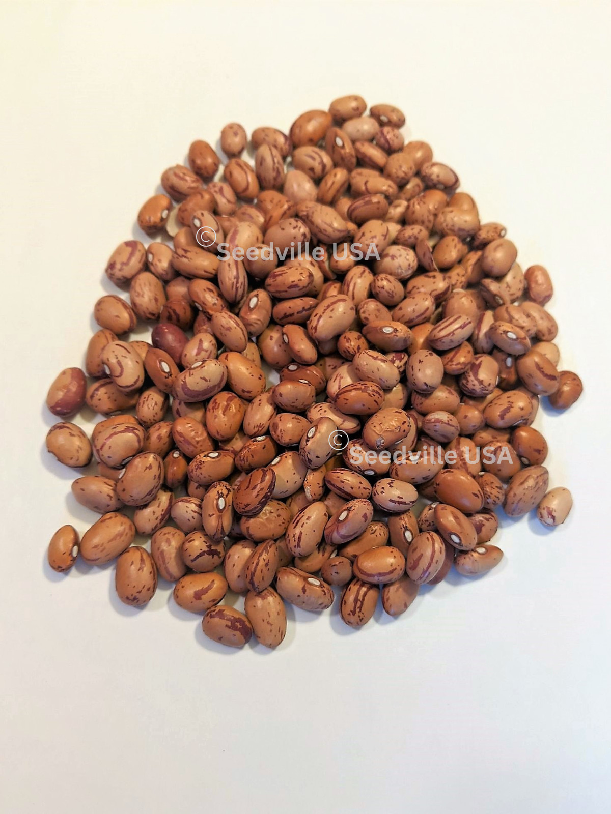 25 DWARF HORTICULTURE BEAN Taylor Long French Phaseolus Vulgaris Vegetable Seeds