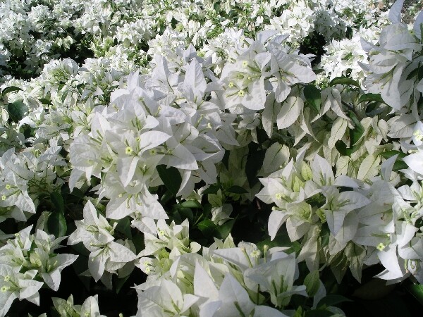 Well Rooted **MAUNA KEA** Live Bougainvillea starter/plug plant*USA SELLER*