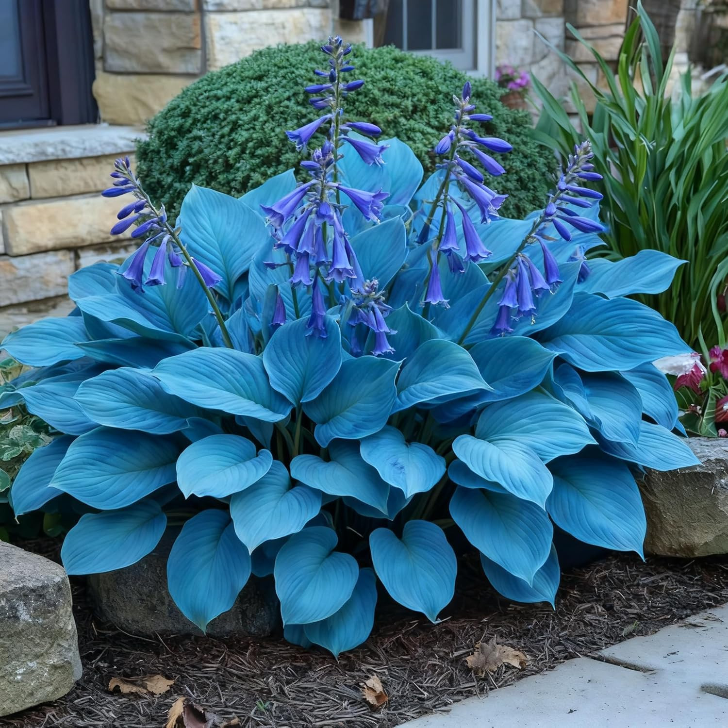 310 Blue Hosta Seeds for Planting – Perennial Shade Flower Heirloom Garden Plant