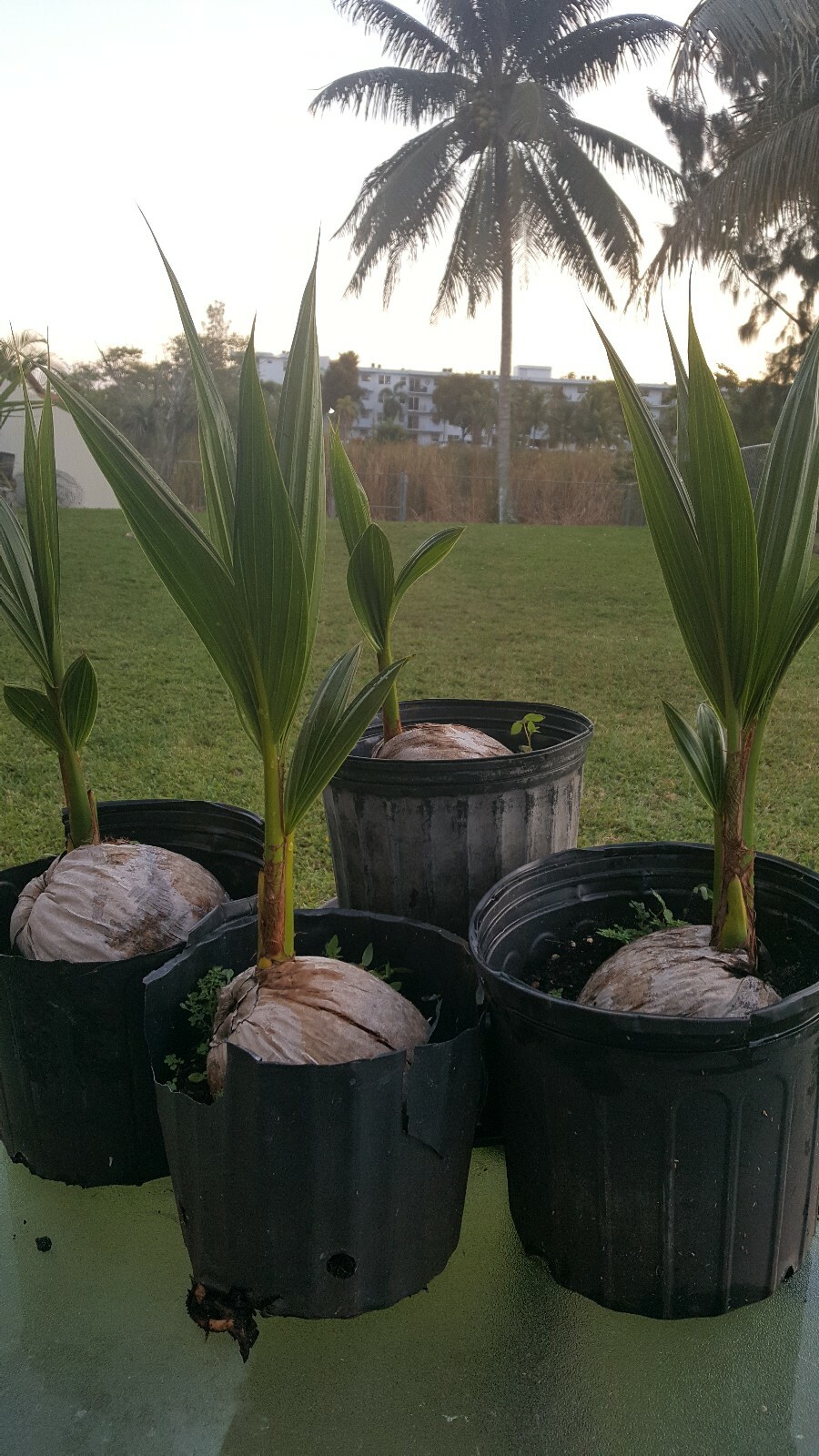 1 Coconut palm tree Malayan green Dwarf Variety