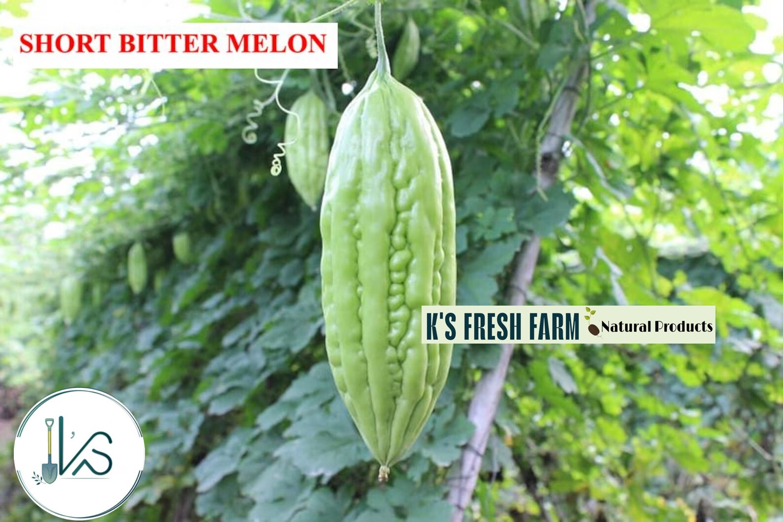 BITTER MELON SEEDS (West/Short/Long/Forest)-Hạt Giống Khổ qua (tây/lùn/dài/rừng)