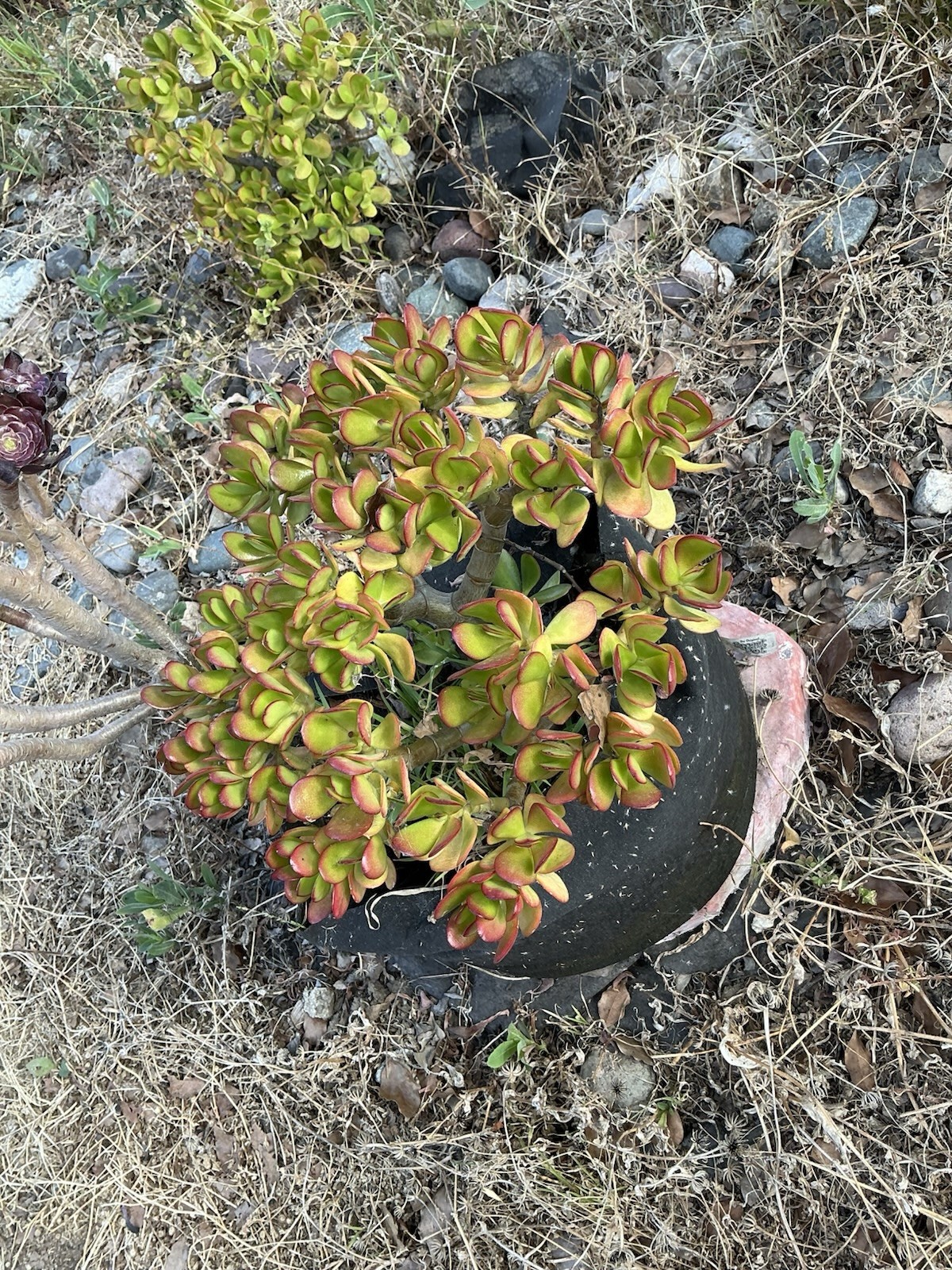 healthy jade plant with roots, Around 13” tall, rooted