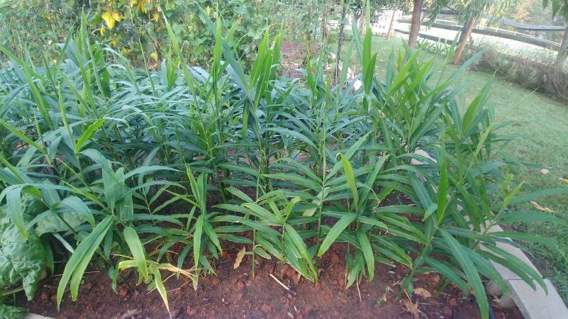 2 Culinary Ginger Plants 6-12″ Rooted Edible Ginger Organically Grown
