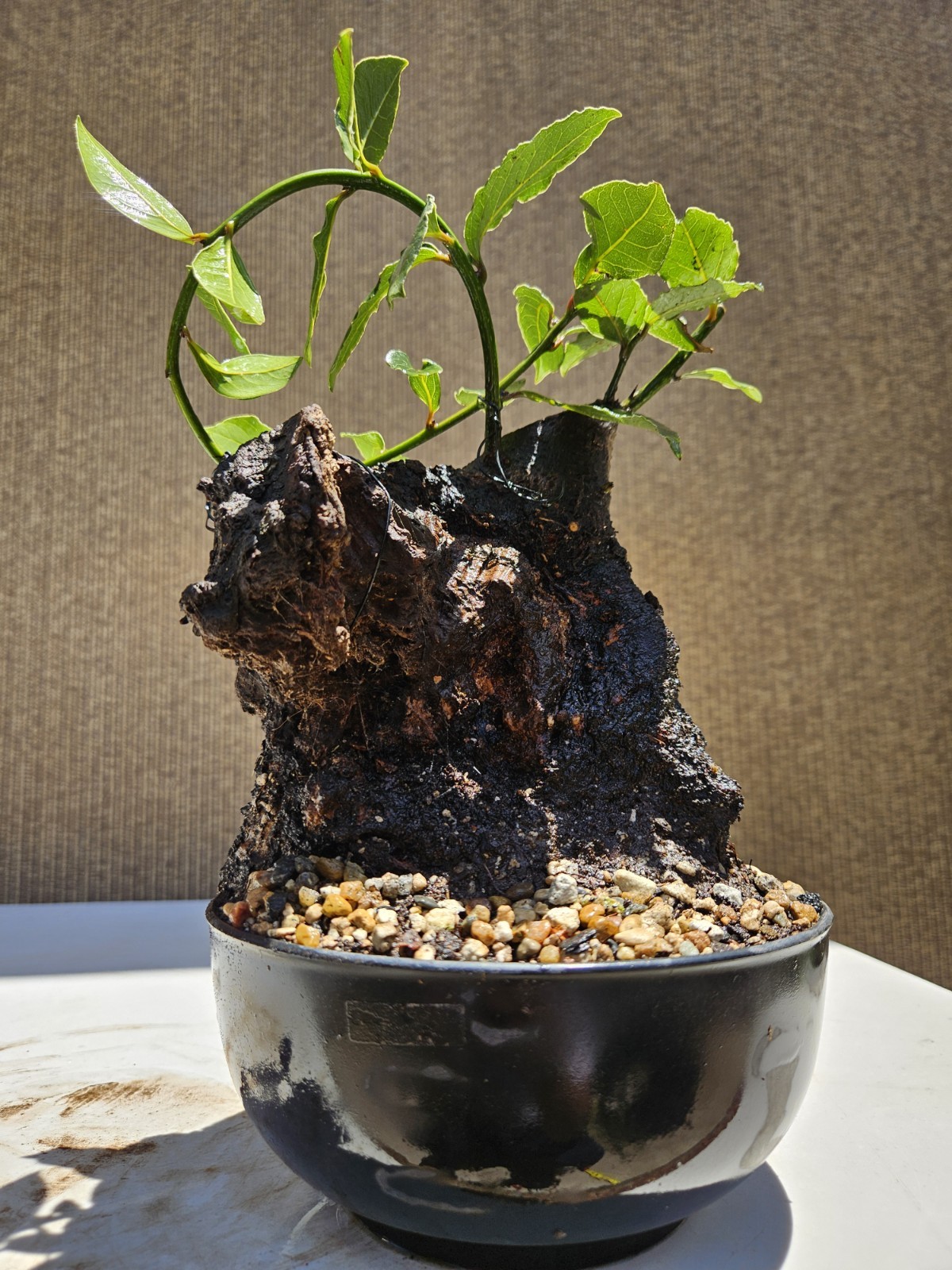 Old Sweet Bay Leaf ( Bay Laurel ) Bonsai Tree,,, SALE