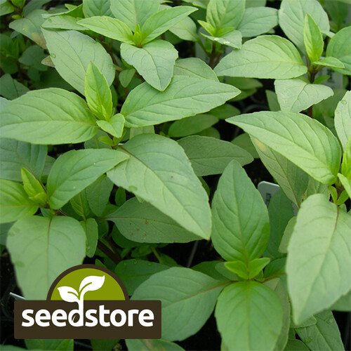 Lime Basil Seeds | 500 Seeds | Heirloom – Non-GMO | Free Shipping | 1127