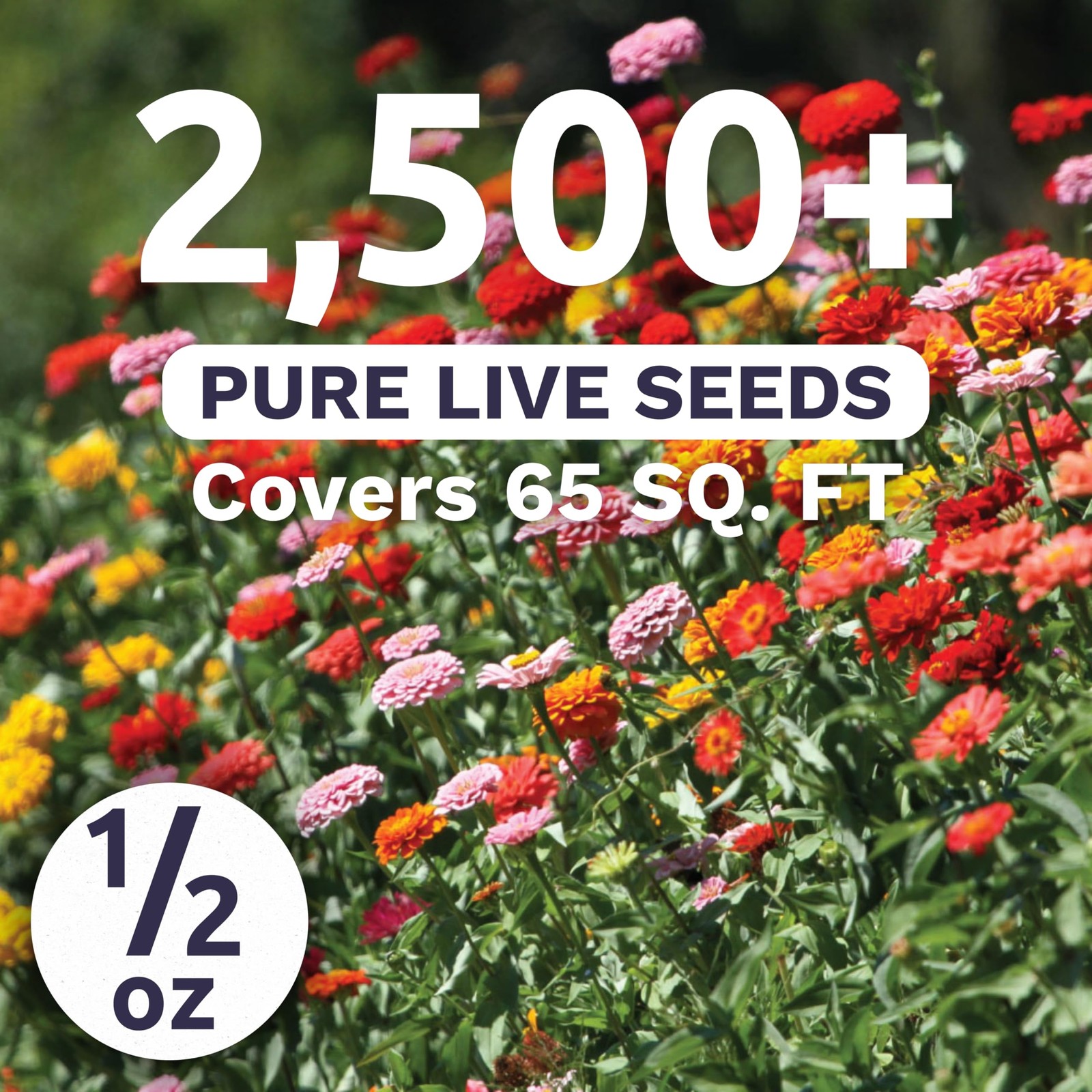 Zinnia Thumbelina Mix – 2,500 Flower Seeds for Planting – 1/2 Ounce Packet