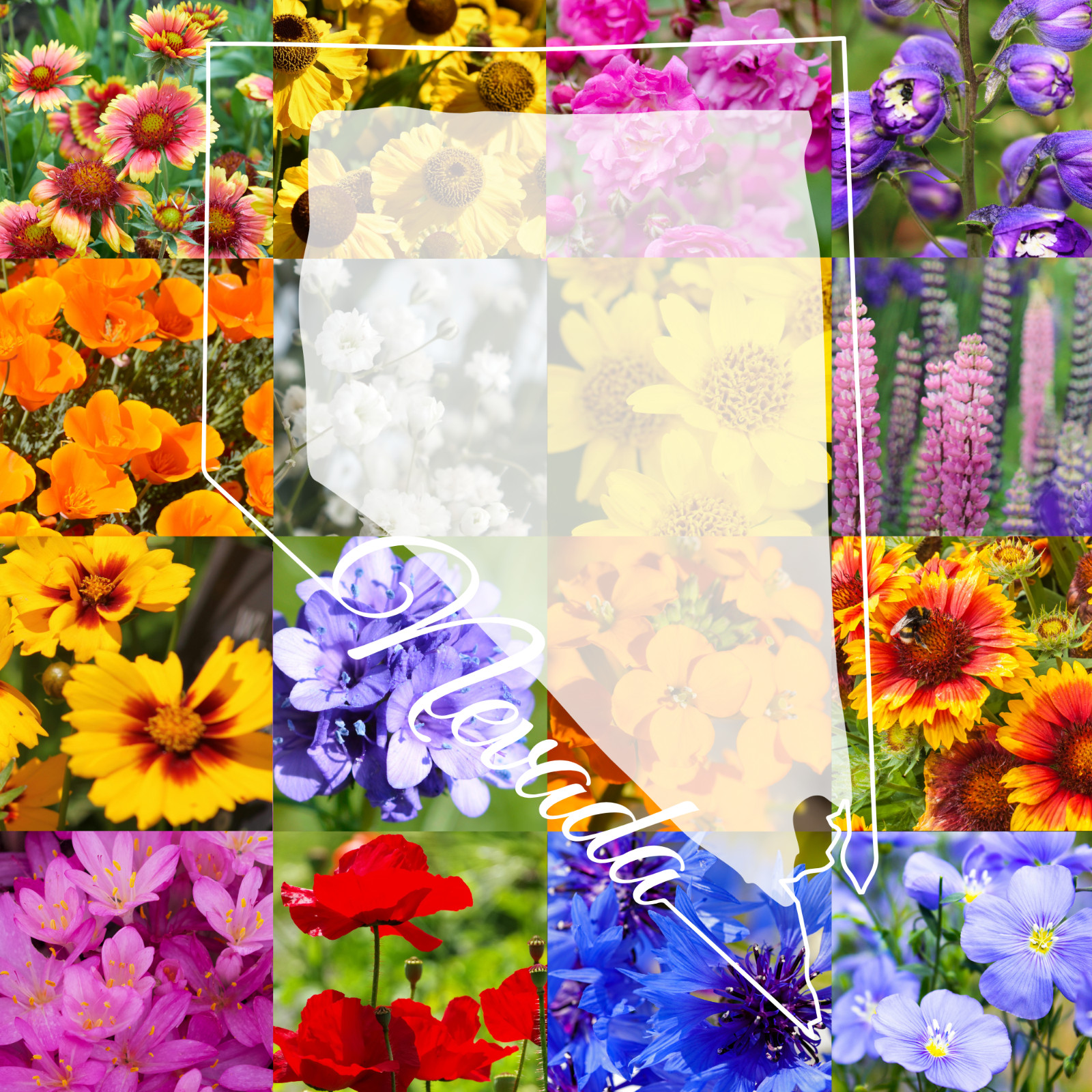 1 Pound Northern Nevada Western Bulk Wildflower Seed Mix 1lb Covers 3,200sq-ft