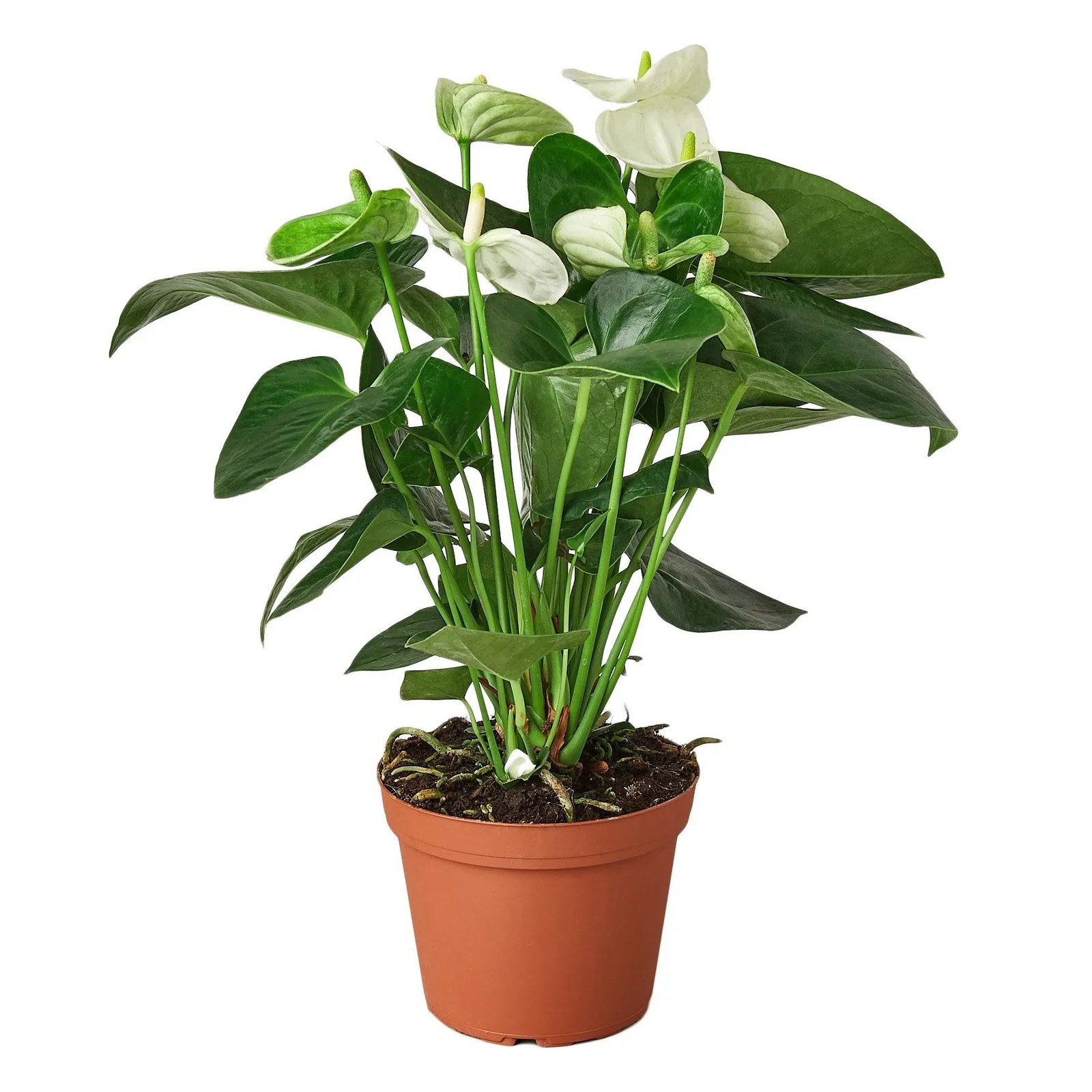 Anthurium White • Flamingo Flower • Glossy White Spathes • 6″ Pot