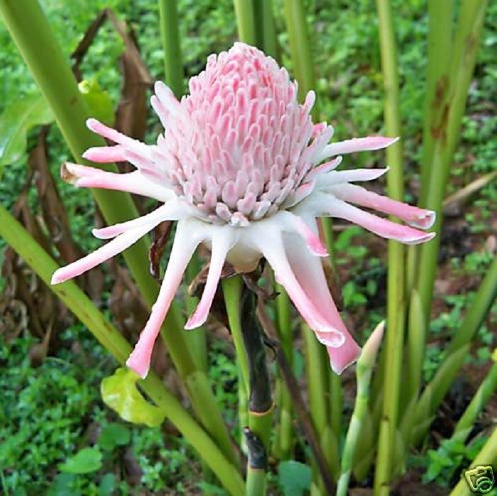 YAMAMOTO TORCH GINGER ETLINGERA LIVE RHIZOME TROPICAL
