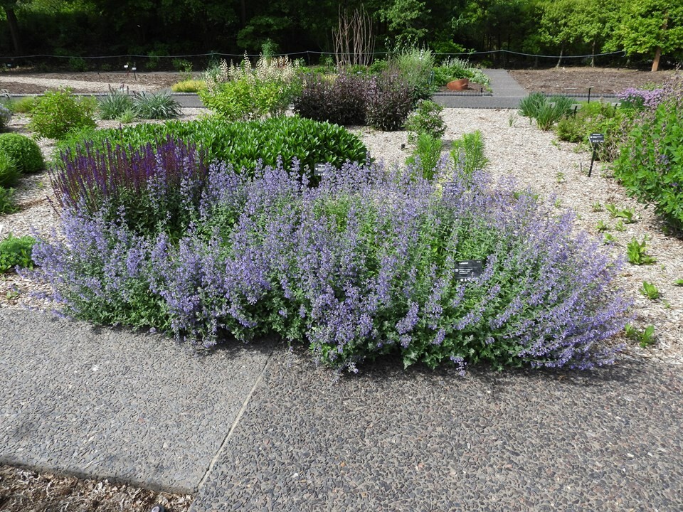 NEPETA RACEMONA~WALKER’S LOW~LIVE CATMINT PLANT LAVENDER-BLUE FLOWERS FRAGRANT!!