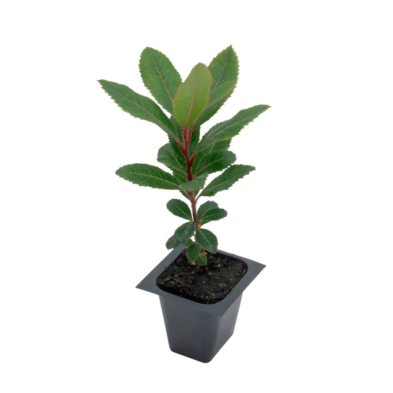 Arbutus Unedo – Strawberry Tree – Live Plants – Sweet Beauty in 2.5 Inch Cubes
