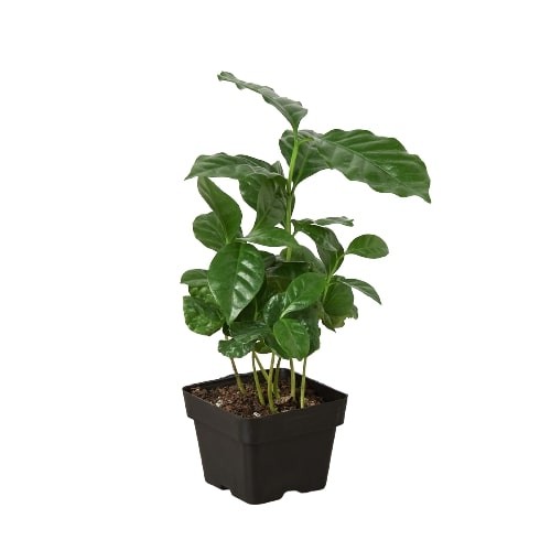 Arabica Coffee Plant • Coffea arabica • Grow Your Own Coffee • 6″ Pot