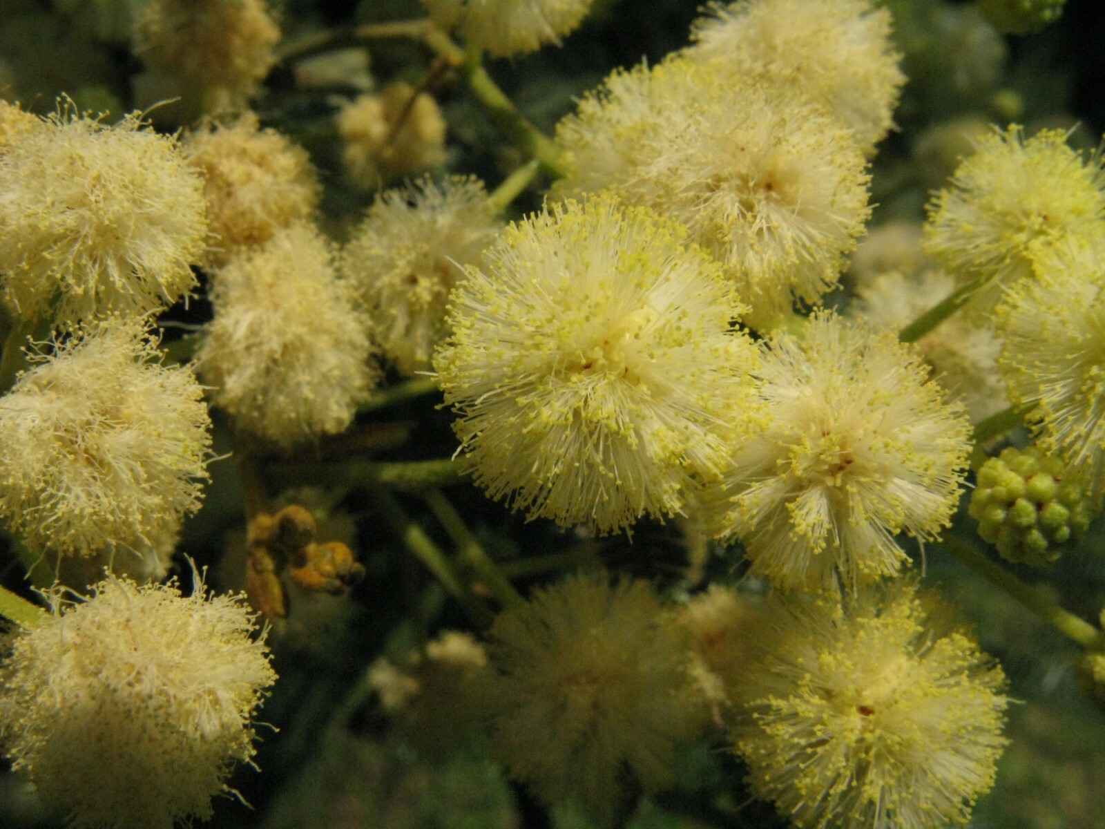 100 Acacia mearnsii Seeds ~ Black Wattle Seeds