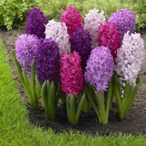 White Hyacinth 1 Plant Assorted Colors Healthy Rooted In pot Fast Shipping!!