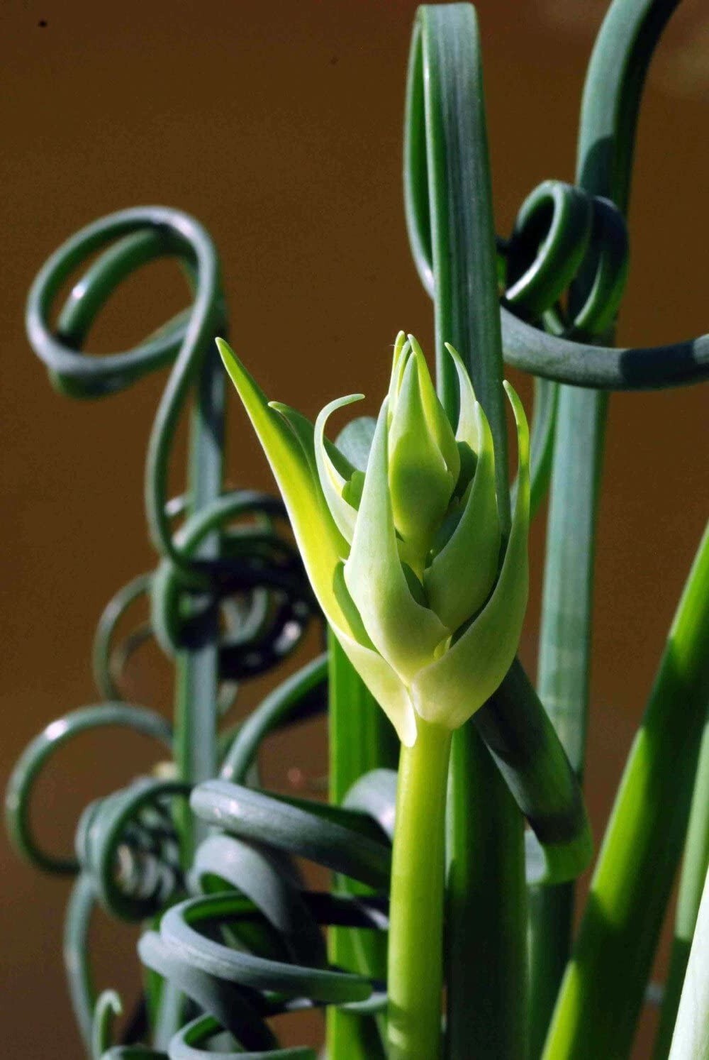 Albuca Spiralis Rare Succulent Sizzle Easy Frizzle Strange Indoors Plant 2 Bulbs
