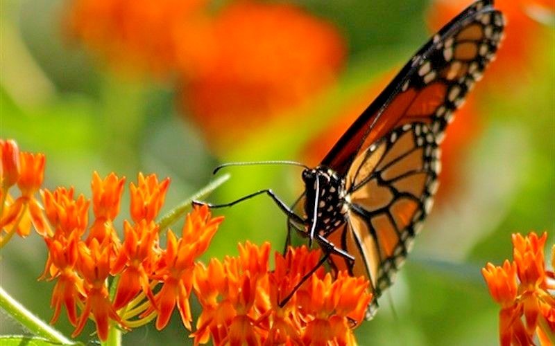 51+ORANGE BUTTERFLY Weed Seeds Native Wildflower Container Garden Heat Cold Easy