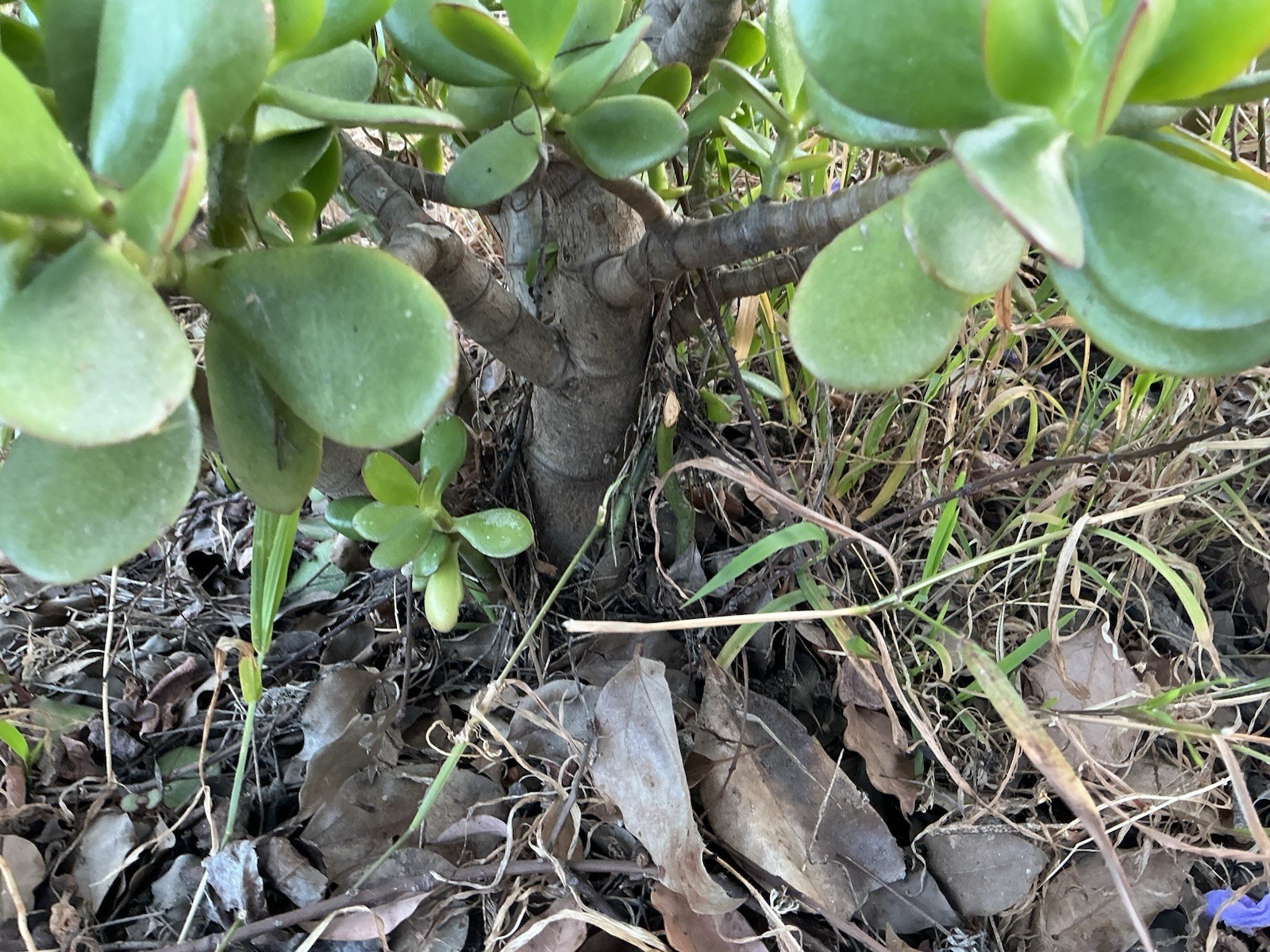 Healthy lush green Crassula Ovata Jade Plant cluster, Rooted 18” tall with roots
