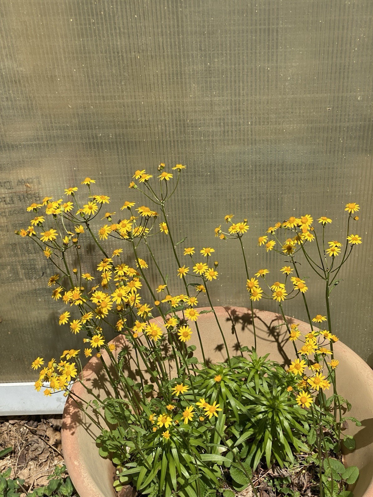 7 Plant Roots Of Golden ragwort (Packera aurea) medicinal, perennial A Beauty