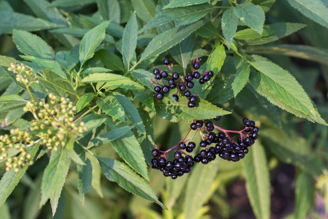 10 Elderberry cuttings Native Edible Wild flower Sambucus canadensis