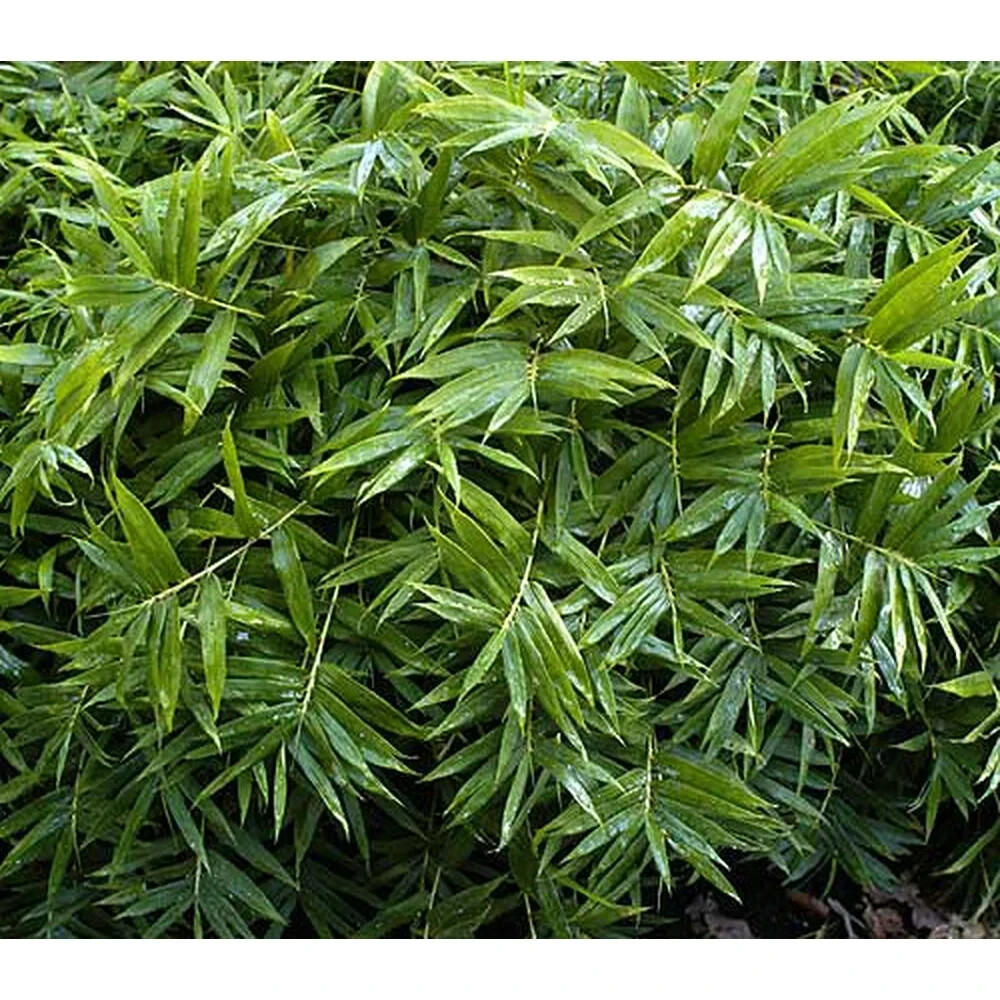 50 Fernleaf Bamboo Seeds Privacy Plant Garden Clumping Shade Screen US SELLER