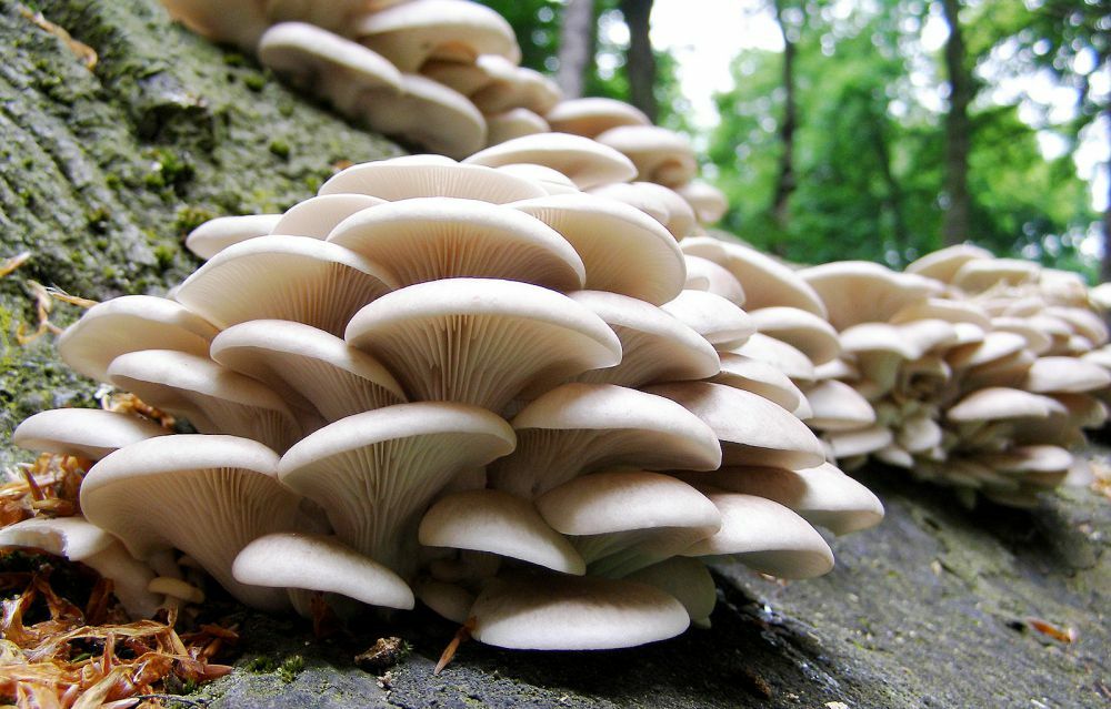 Seeds Oyster Mushroom Royal Mycelium Spawn Dried Spores Organic