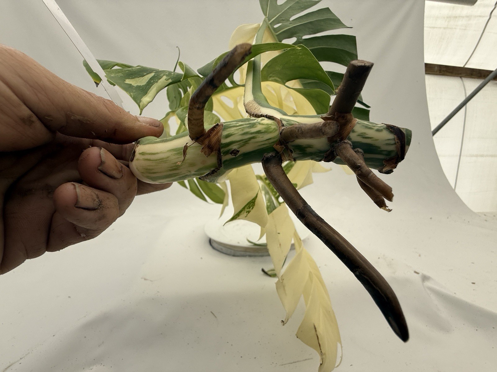 Monstera Albo top cutting EBAY-2607-002